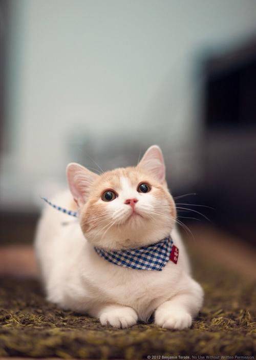猫咪最新官网,猫咪最新官网，探索喵星人的乐园