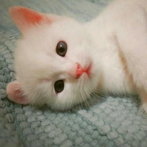 猫小猫最新小说,猫小猫的最新奇幻冒险小说，一场未知世界的奇妙旅程，猫小猫最新奇幻冒险之旅，未知世界的奇妙旅程