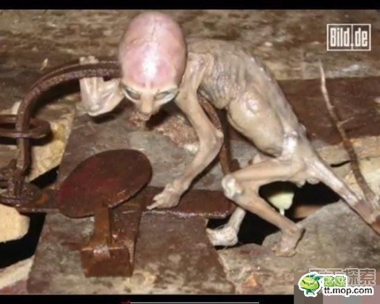 不明生物视频最新,探索未知，揭开不明生物视频的神秘面纱，揭开神秘面纱，探索最新不明生物视频，探索未知世界