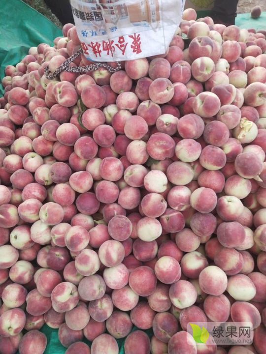 魏县桃子最新价格,魏县桃子最新价格，品味甜美的果实与乡村的魅力，魏县桃子最新价格，品味乡村魅力与甜美果实之旅