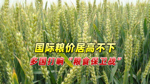 国际小麦价格最新行情,国际小麦价格最新行情深度解析，国际小麦价格最新行情深度解析与趋势预测