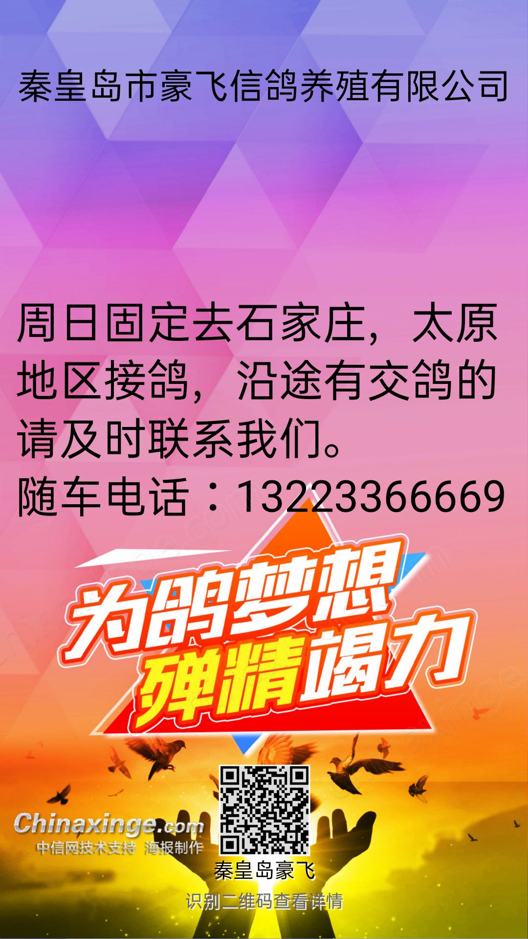 最新招赛鸽招工,最新招赛鸽招工，展翅飞翔的梦想工场，最新赛鸽招工启事，梦想工场等你来展翅飞翔