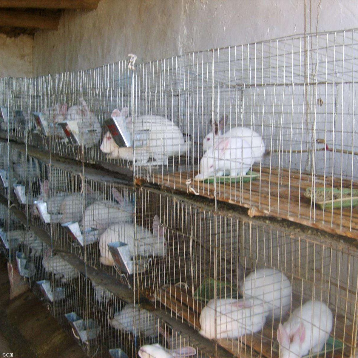 肉食兔子价格行情,深入了解肉食兔子价格行情，深入了解，肉食兔子价格行情全面解析