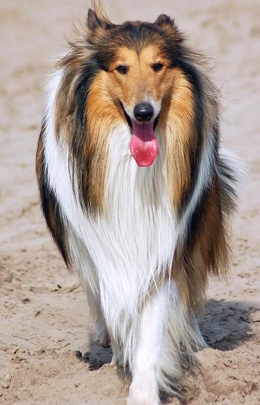 最新长毛牧羊犬售价,最新长毛牧羊犬的售价及其魅力所在，最新长毛牧羊犬售价揭秘，魅力所在与全面解析