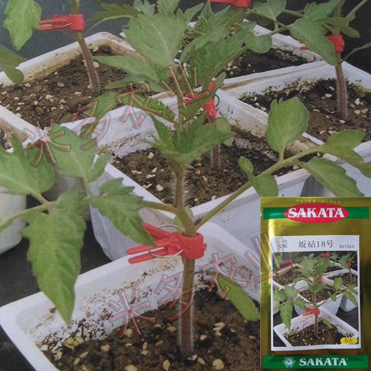 种子 日本 最新,种子的力量，日本最新变革的启示，种子的力量，日本最新变革启示录