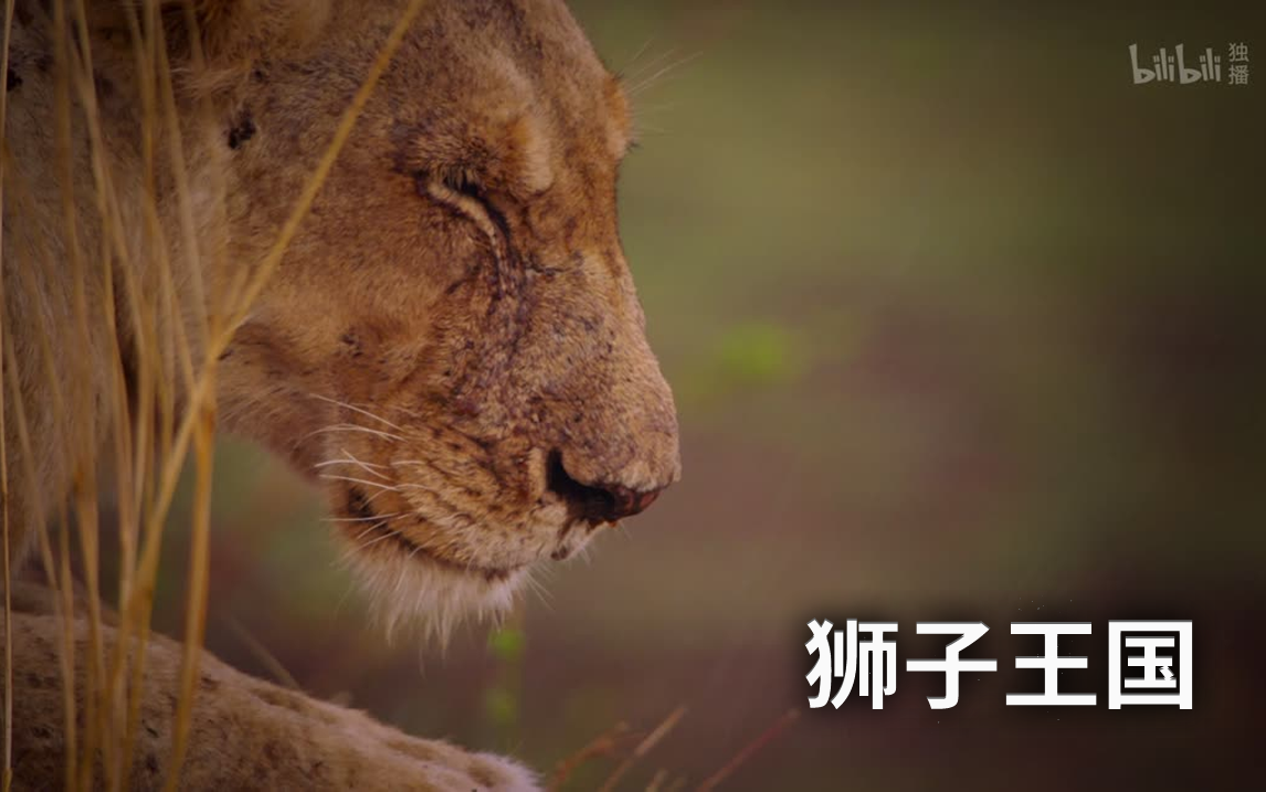 最新狮子纪录片,最新狮子纪录片，草原之王的震撼生活，草原之王，最新狮子纪录片的震撼生活揭秘