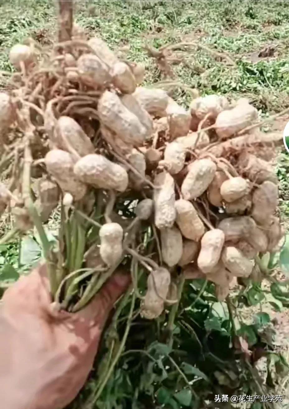现在花生最新价格,现在花生的最新价格，市场趋势与种植前景分析，现在花生最新价格及市场趋势与种植前景深度分析