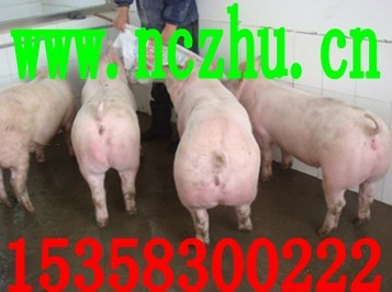 仔猪价格最新,仔猪价格最新动态，市场走势分析与预测，仔猪最新价格动态，市场走势分析与预测报告