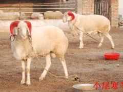山西羊价格最新行情,山西羊价格最新行情深度解析，山西羊价格最新行情深度解析报告